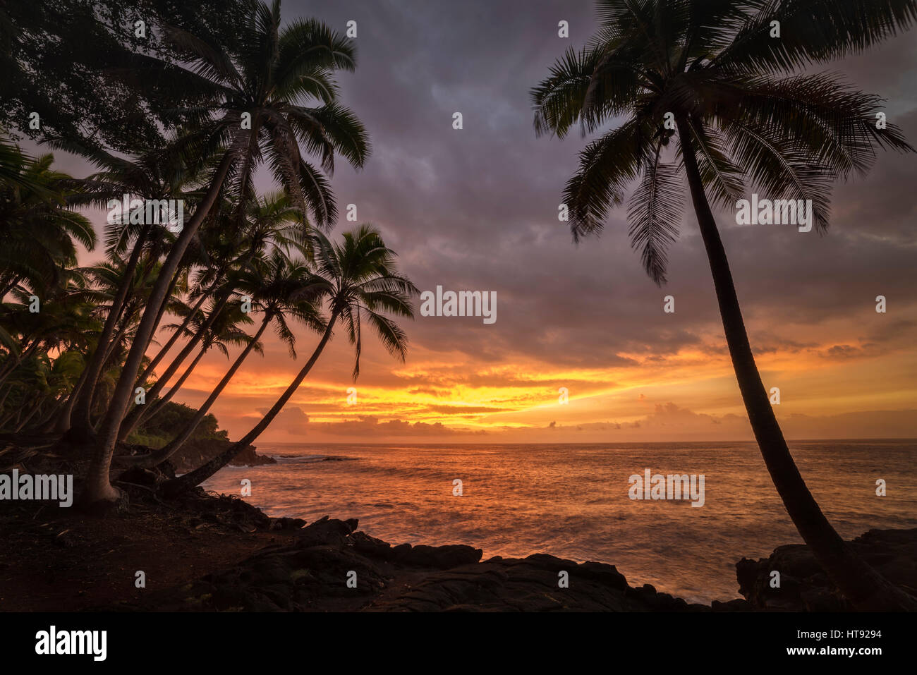 Kokosnuss-Palmen und Sonnenaufgang am Kama'ili, Kalapana Küste, Big Island von Hawaii. Stockfoto