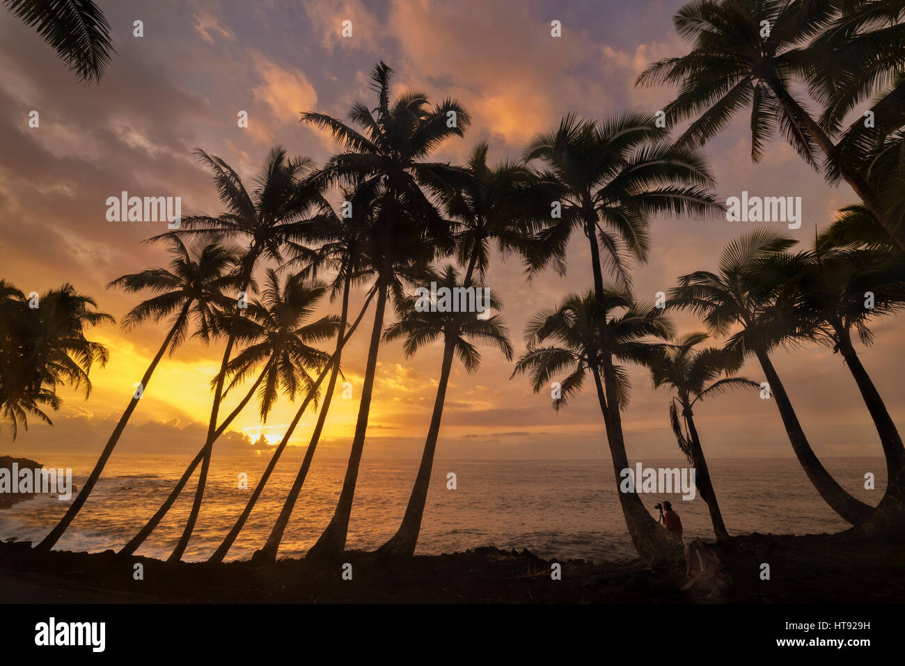 Mann fotografiert, Kokosnuss-Palmen und Sonnenaufgang am Kama'ili an der Kalapana Küste von Big Island von Hawaii. Stockfoto