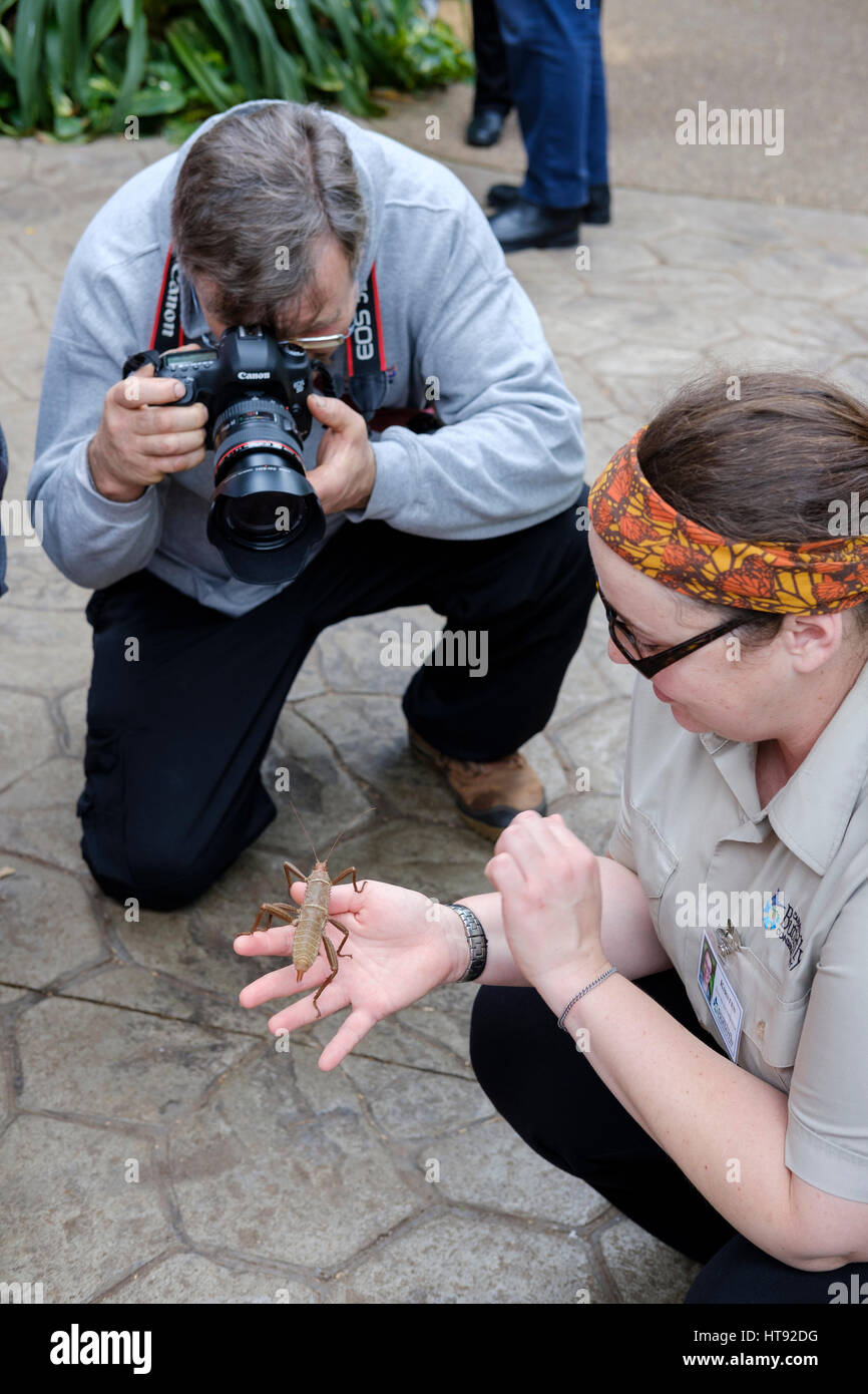 Amateur-Fotografen fotografieren einen Natur-Interpreter zeigt einen weiblichen thorny Devil Stabheuschrecke (Eurycantha Calcarata) an der Cambridge-Schmetterling-C Stockfoto