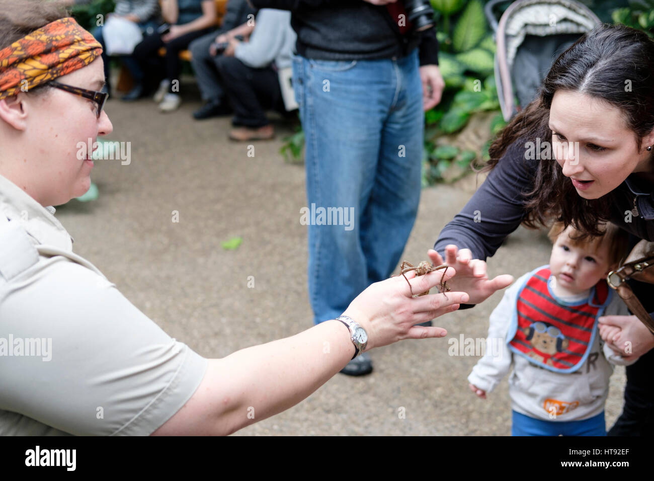 Mutter zeigt ein Kind Kind einen dornigen Teufel Stabheuschrecke (Eurycantha Calcarata) durch eine Natur-Interpreter bei Cambridge Schmetterlingshaus gehalten. Stockfoto