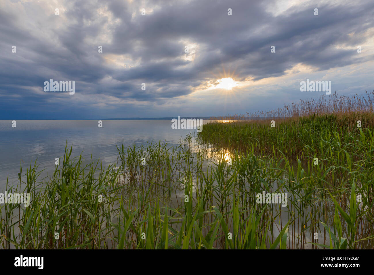 Schilf am Neusiedlersee mit Sonne in Weiden, Burgenland, Österreich Stockfoto