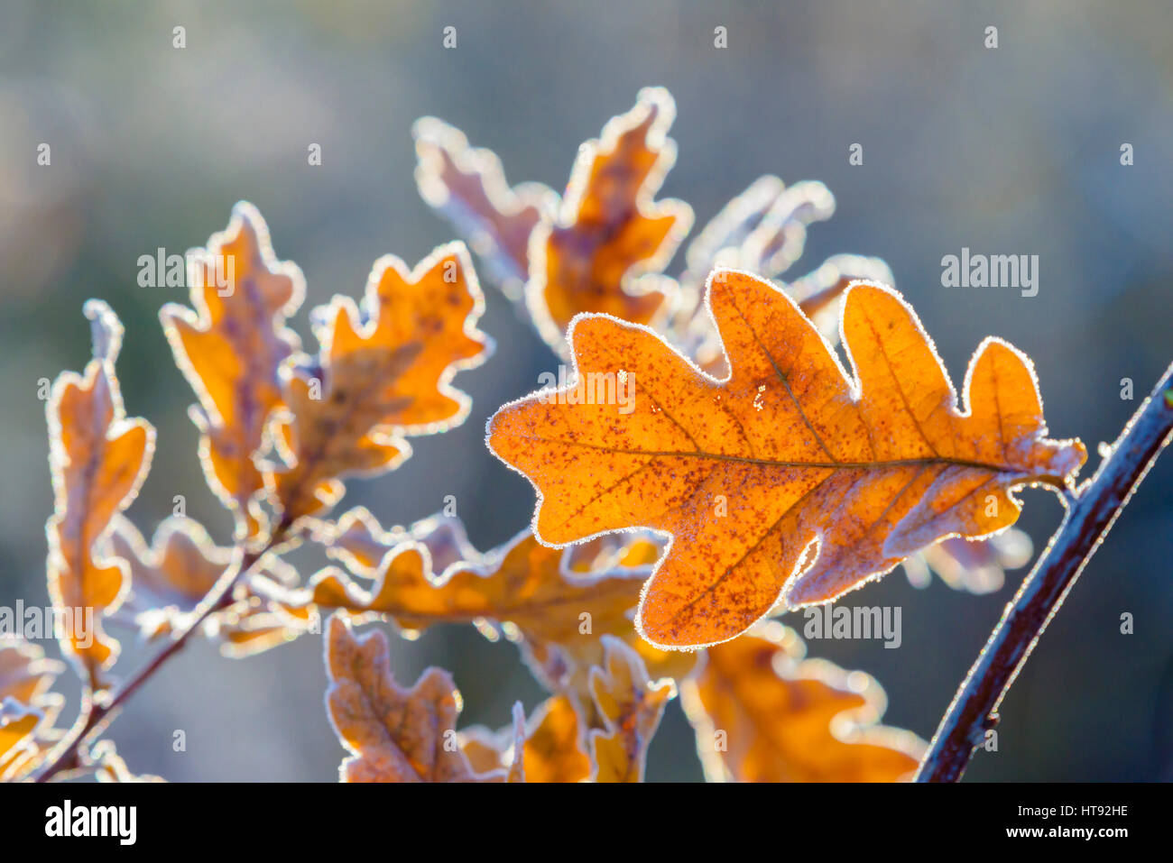 Eiche Blätter im Winter, Hessen, Deutschland Stockfoto