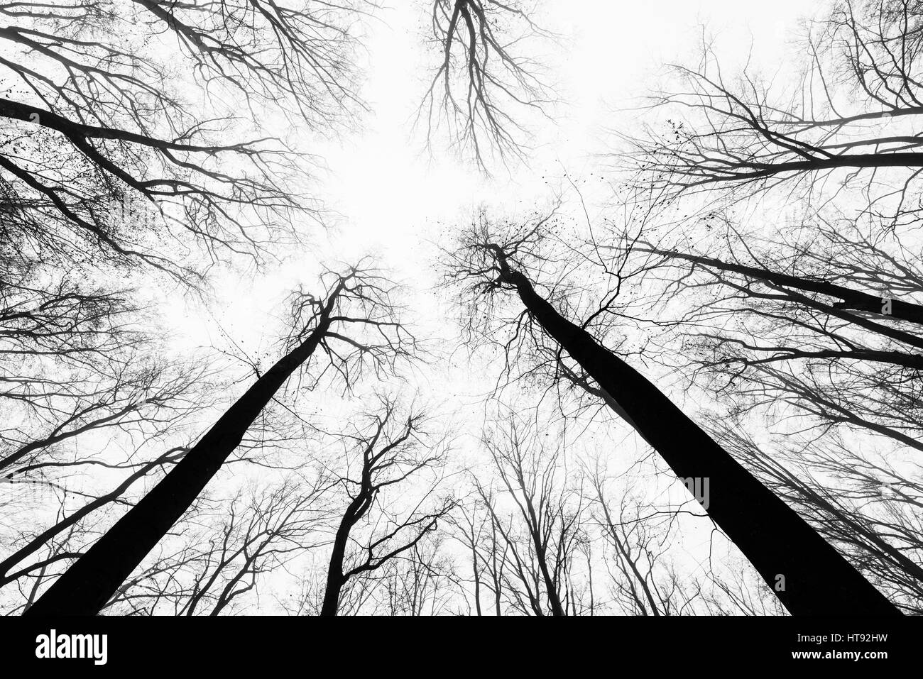 Blickte zu Buchenwald im Winter, Odenwald, Hessen, Deutschland Stockfoto