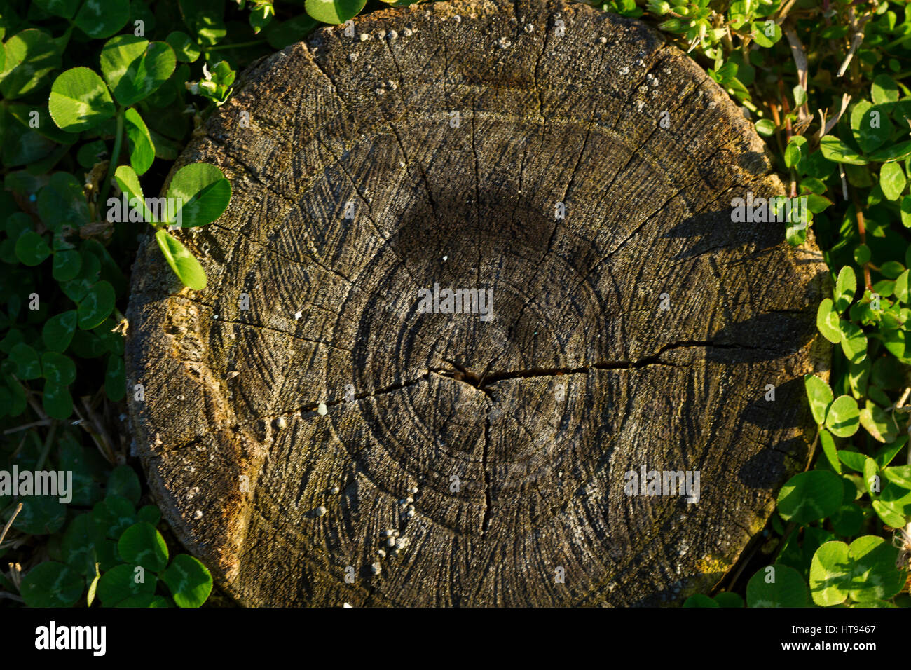 grauen alten Baumringen zwischen grünen Klee lässt horizontale Stockfoto