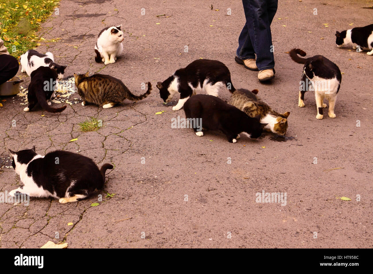 Menschen geben Nahrung für die hungrigen Wildkatzen Stockfoto
