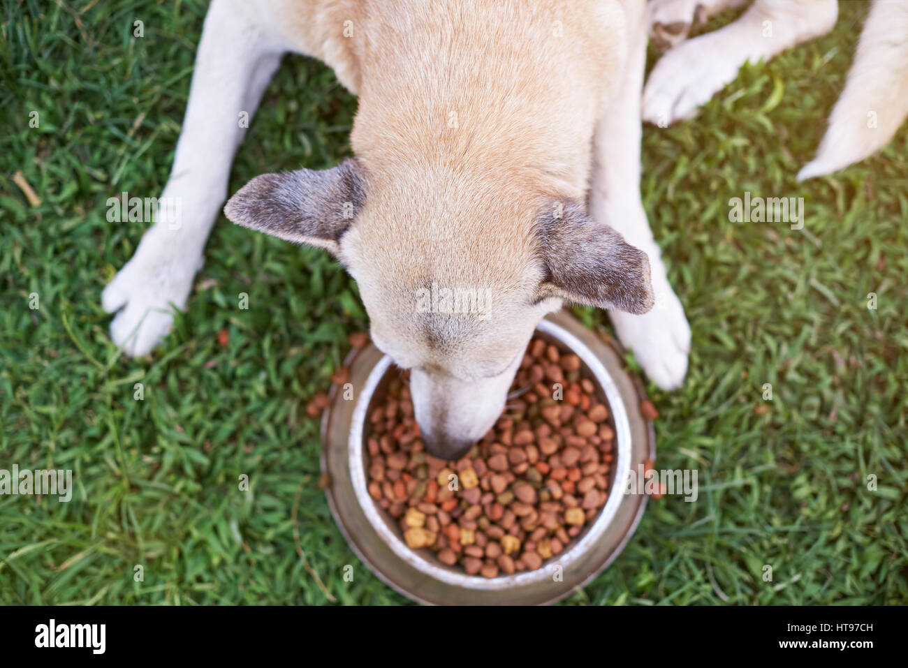 Hund gras fressen Fotos und Bildmaterial in hoher Auflösung Alamy