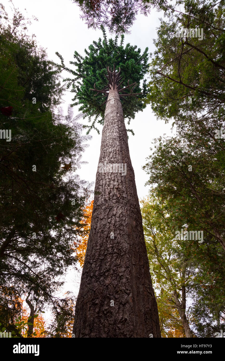 Ein Mobilfunkmast, verkleidet als ein Baum im Algonquin Provincial Park, Ontario, Kanada. Stockfoto