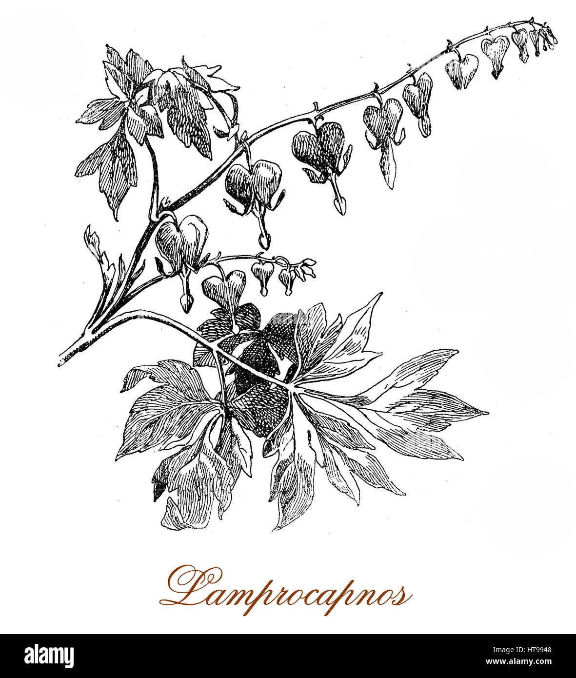 Vintage Gravur Lamprocapnos oder blutenden Herzens Pflanze, so genannte für die herzförmige rosa und weißen Blüten bis aus einem Blütenstand. Stockfoto