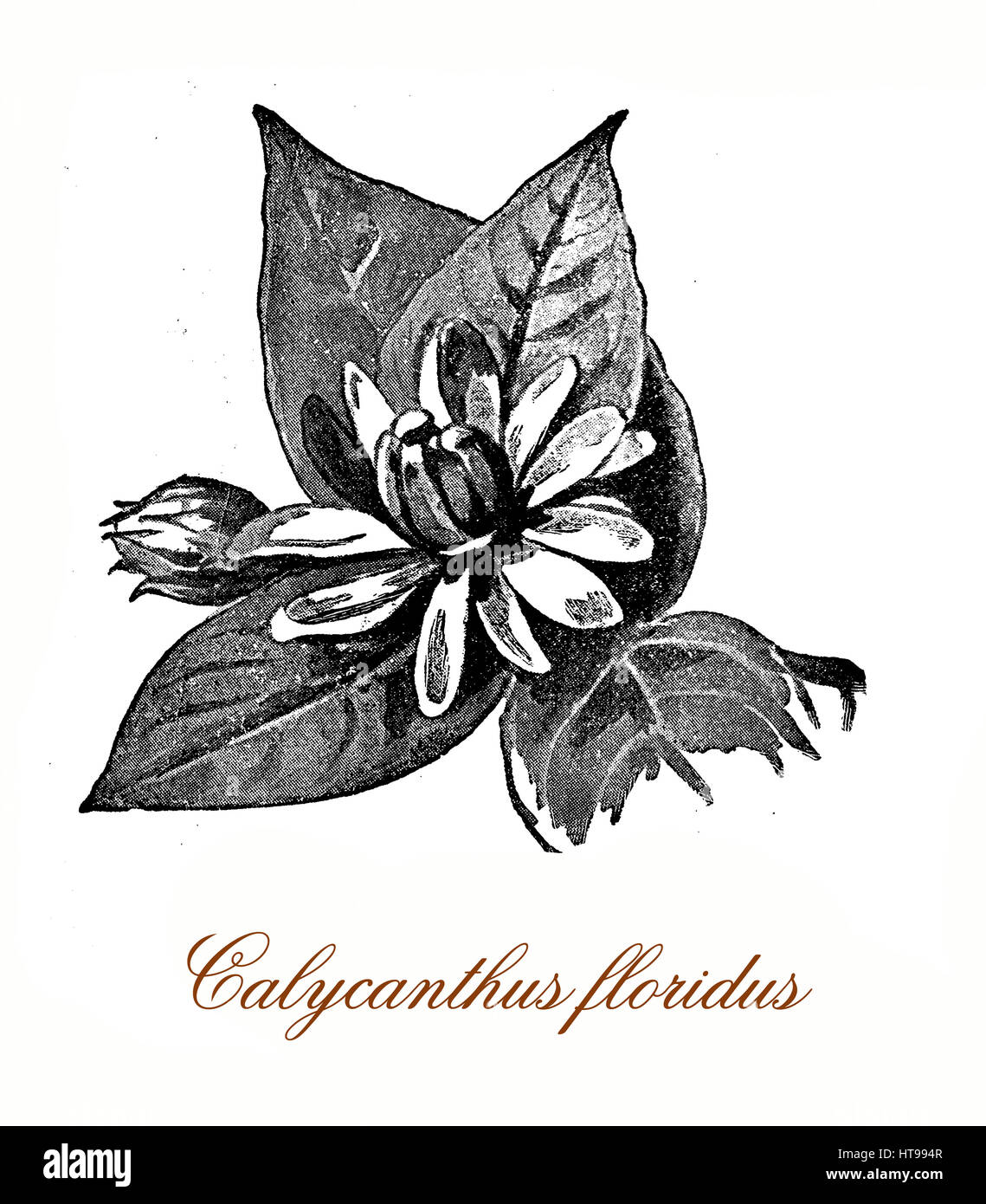 Jahrgang des Calycantus Floridus Gravur, blühende Zierpflanze mit hellen breiten Blättern und violetten Burgund duftenden Blumen Stockfoto