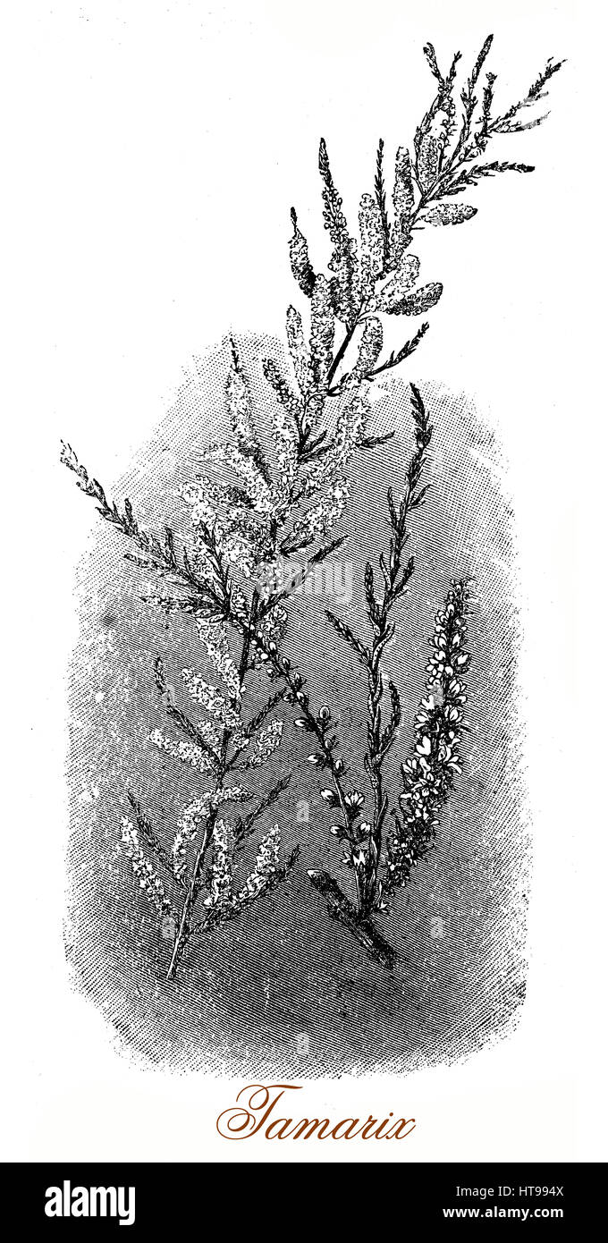 Vintage Gravur von Tamarix oder Salz Zeder, blühende Pflanze, die wächst auf Salzböden mit dünnen Ästen, grau-grünem Laub und eine große Masse von kleinen weißen oder rosa Blüten Stockfoto