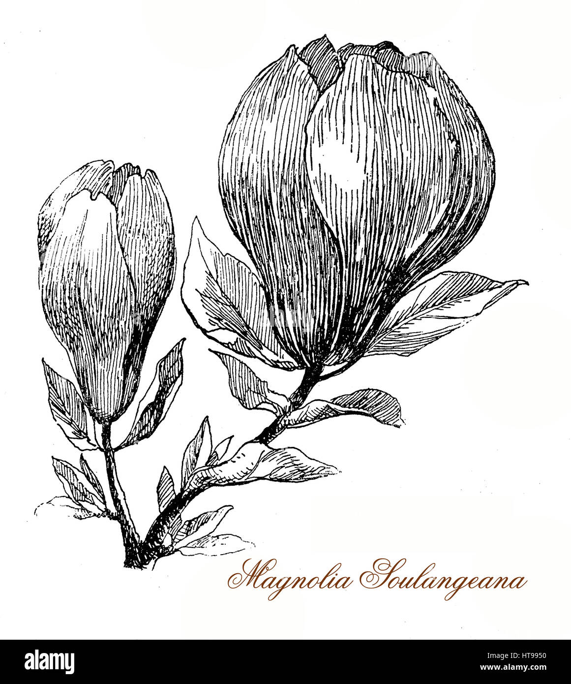 Vintage Gravur von Magnolia Soulangeana Blumen Blüte von einem Laubbaum im frühen Frühling vor den Blättern Stockfoto