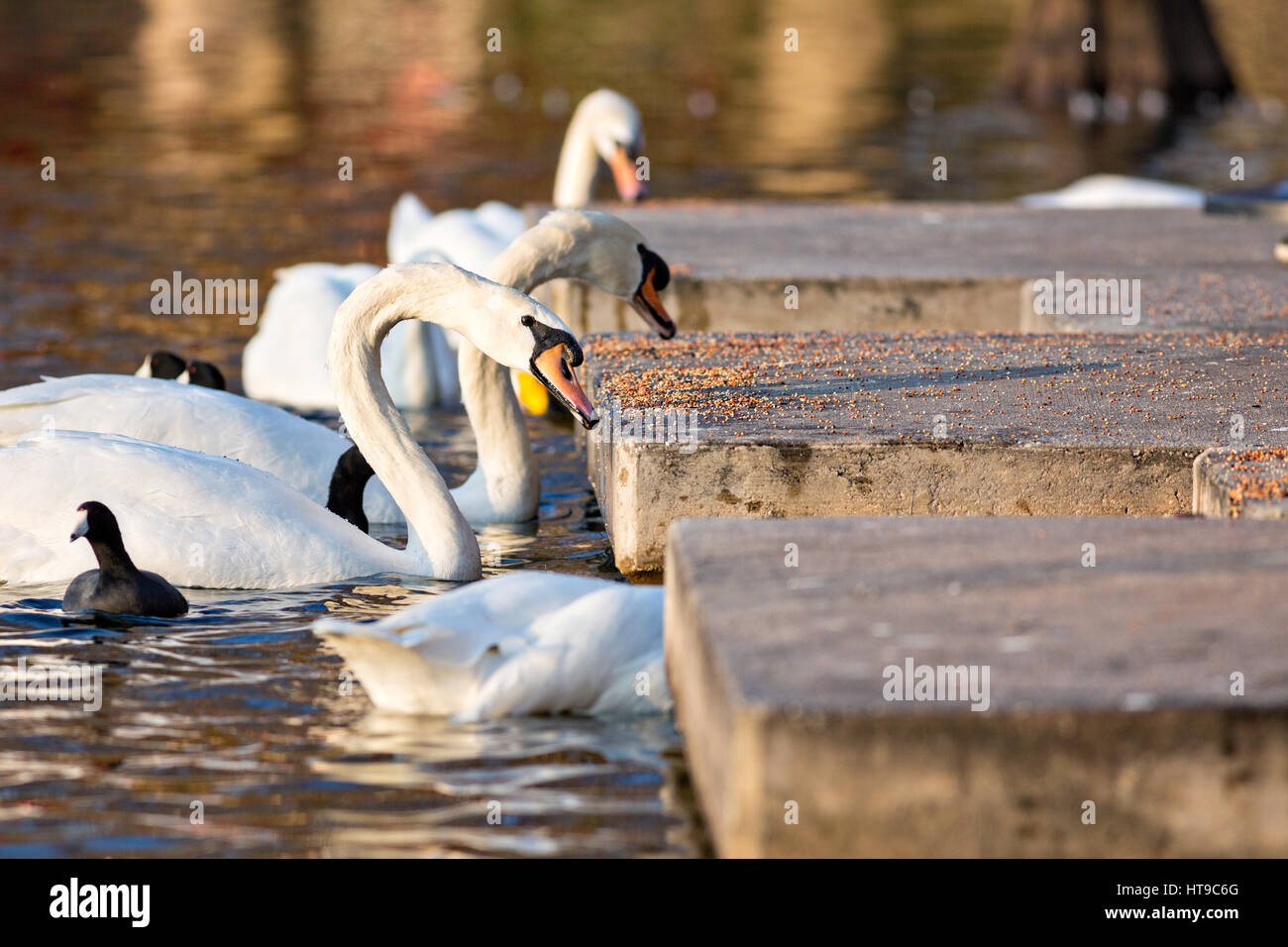 Schwäne Essen Feed links von Touristen am Lake Eola Park in Orlando, Florida. Lake Eola Park ist gelegen im Herzen von Downtown Orlando und Heimat der Walt-Disney-Amphitheater. Stockfoto