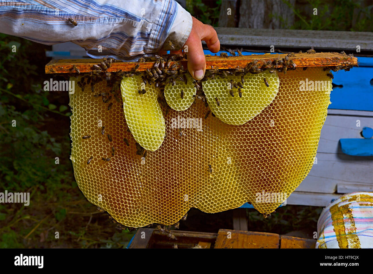 Imker arbeitet mit Bienen und Bienenstöcke auf dem Bienenstand. Imker am Bienenstand. Imker ziehen Frame aus dem Bienenstock. Imker arbeitet in seinem apia Stockfoto