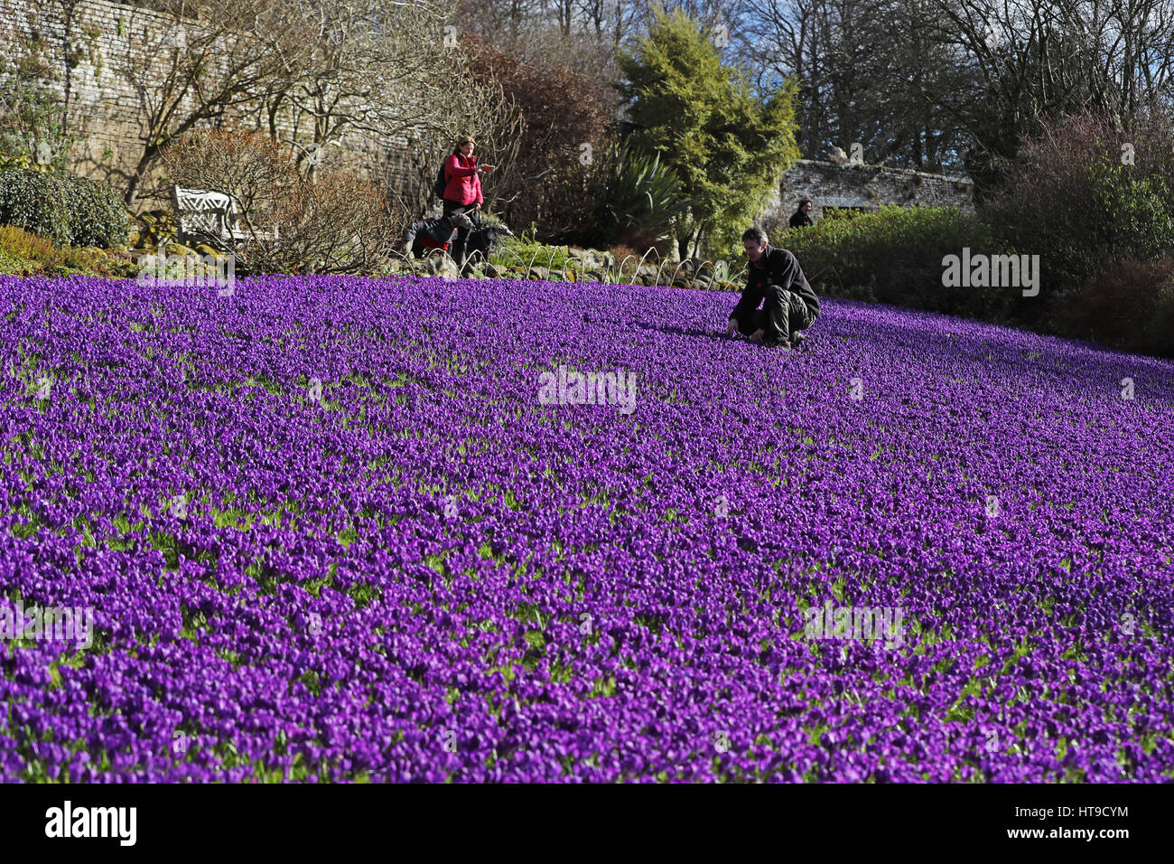 Einen bunten Teppich aus mehr als 100.000 Krokus in Wallington Hall in Northumberland. Stockfoto