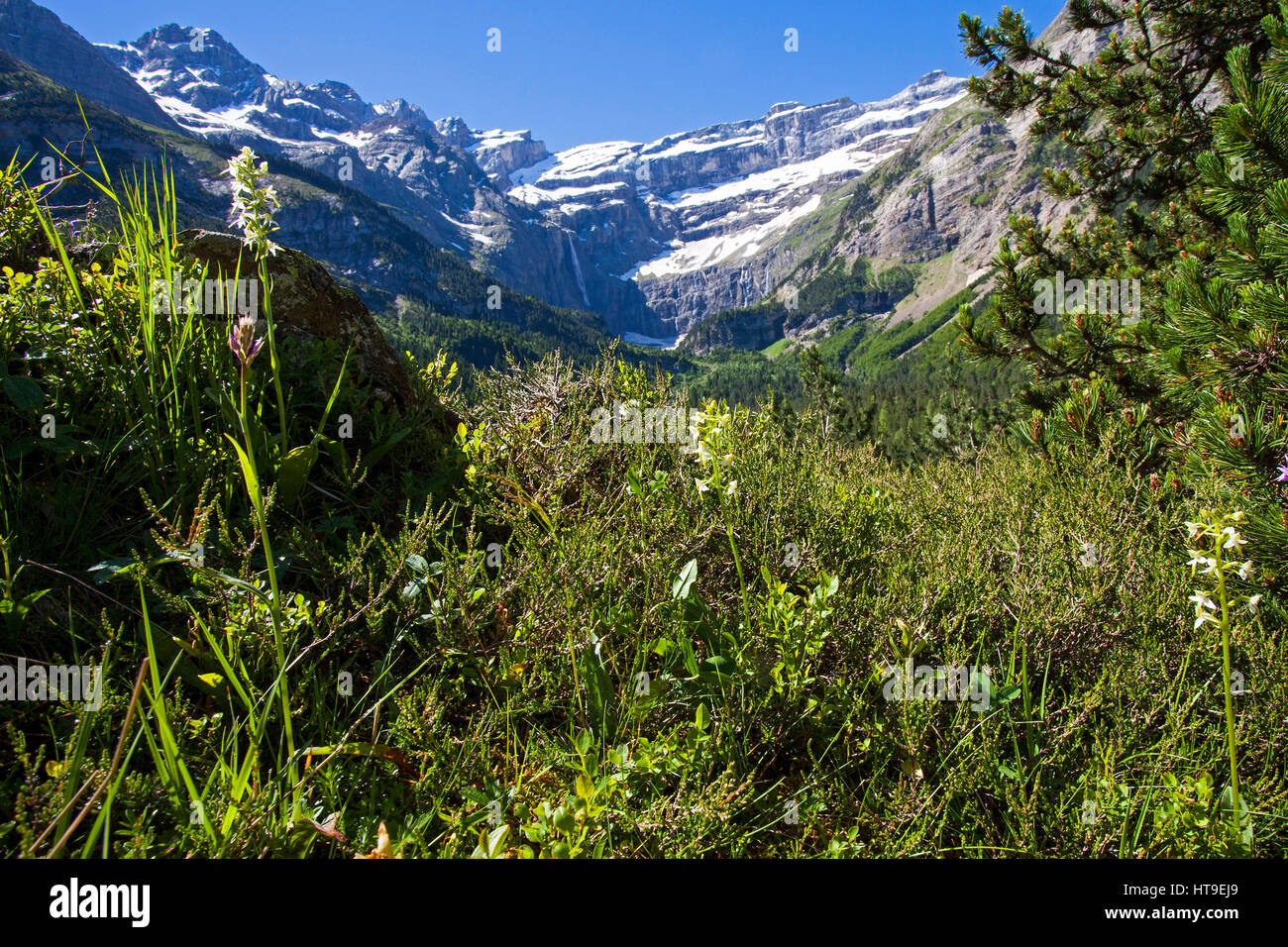 Kleiner Schmetterling Orchidee Platanthera Bifolia mit Cirque du Gavarnie jenseits Hautes Nationalpark Pyrenäen Pyrenäen Frankreich Stockfoto