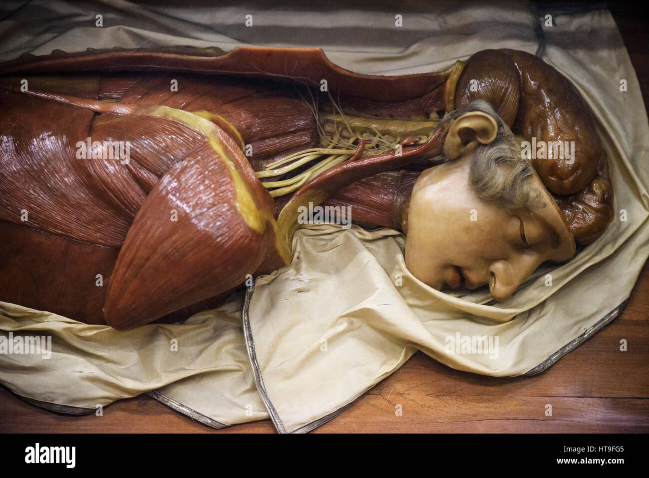 Florenz. Italien. Sammlung von 18. Jahrhundert anatomische Wachsmodelle bei La Specola, Museum für Zoologie und Naturgeschichte. Stockfoto