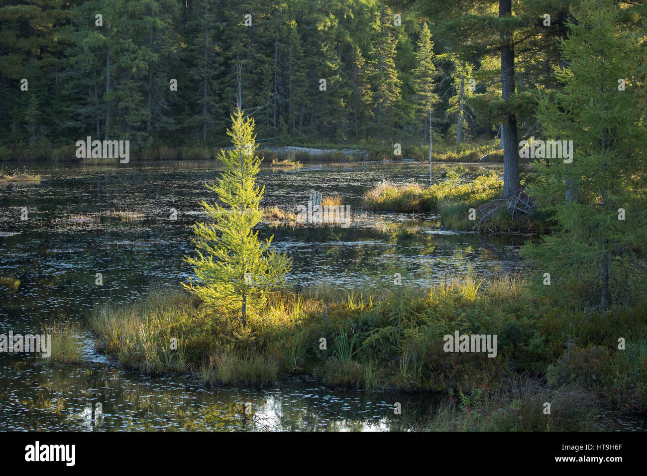 Dawn, Wolf heulen, Teich, Horizontal, Algonquin Provincial Park, Ontario, Kanada Stockfoto