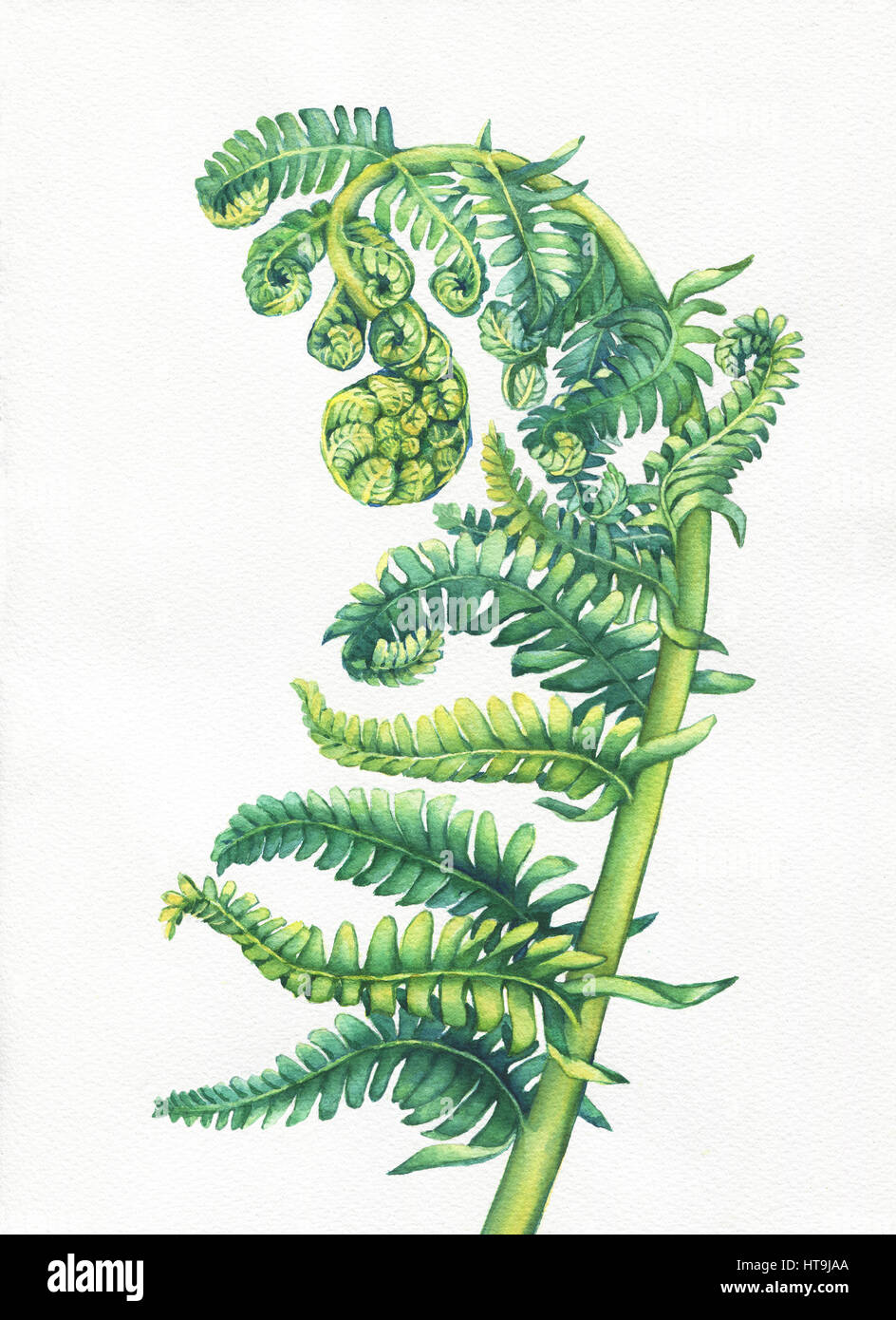 kaktus san pedro kaufen Kaktus San Pedro Künstlich - Künstliche Pflanzen main image 0