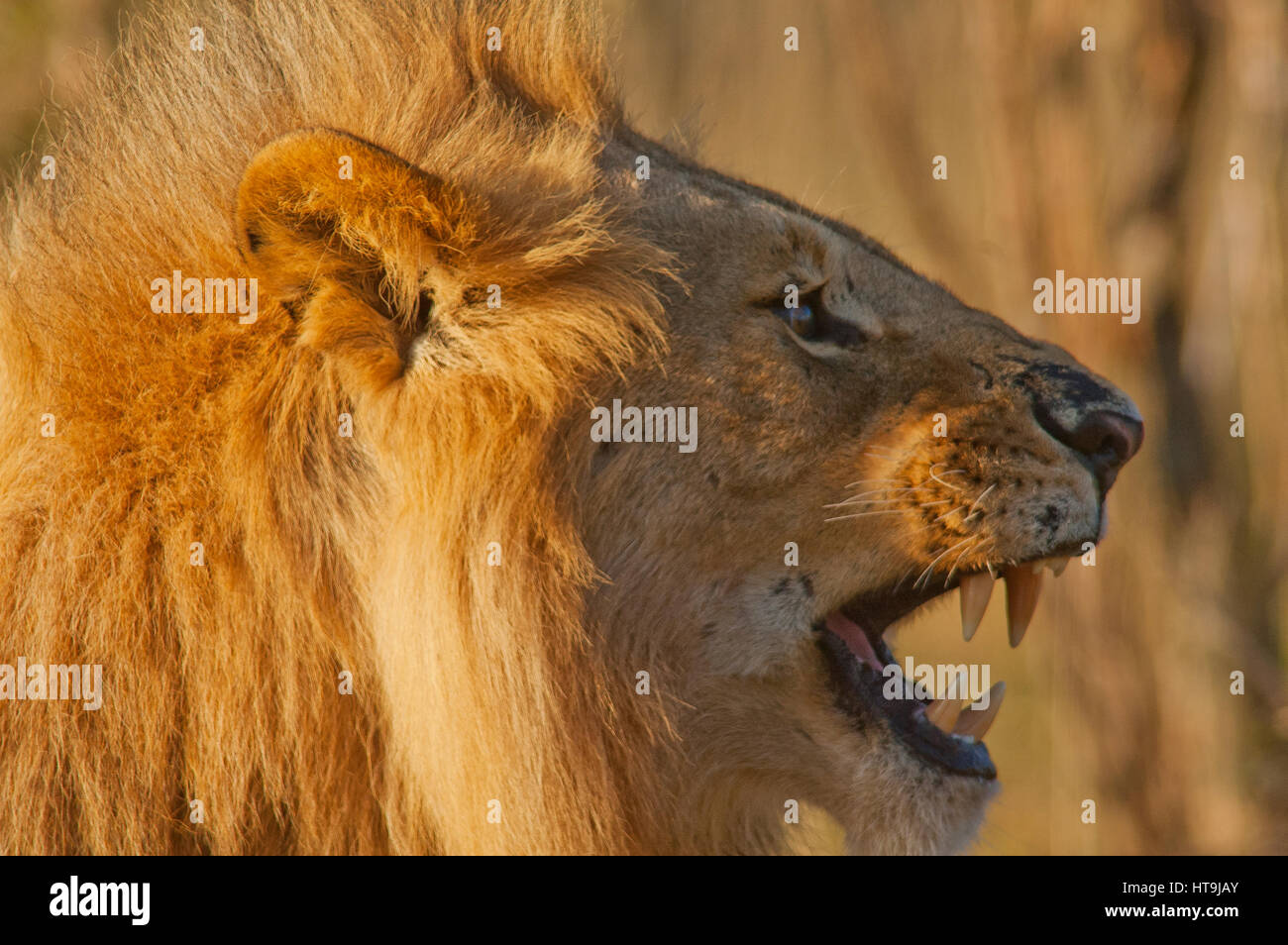 Männlicher Löwe (Panthera leo), Masai Mara Game Reserve, Kenia Stockfoto
