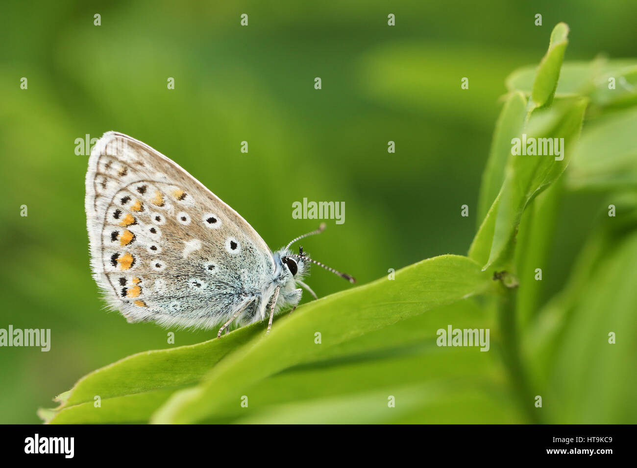 Eine atemberaubende gemeinsame Blue Butterfly (Polyommatus Icarus) thront auf einer Anlage mit seinen Flügeln geschlossen. Stockfoto