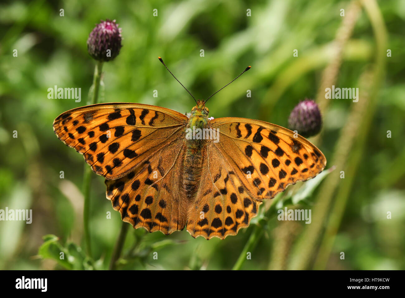 Eine atemberaubende Silber gewaschen Fritillary Butterfly (Argynnis Paphia) thront und Nectaring auf Disteln. Stockfoto