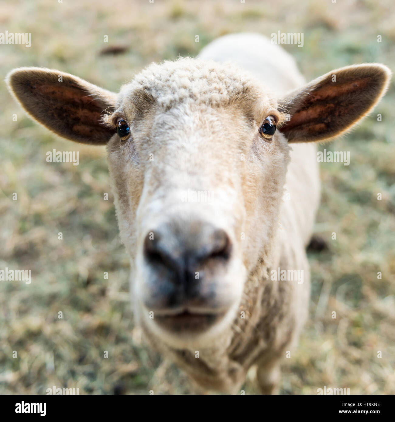 Neugierige Schafe, lustige Haustier Stockfoto