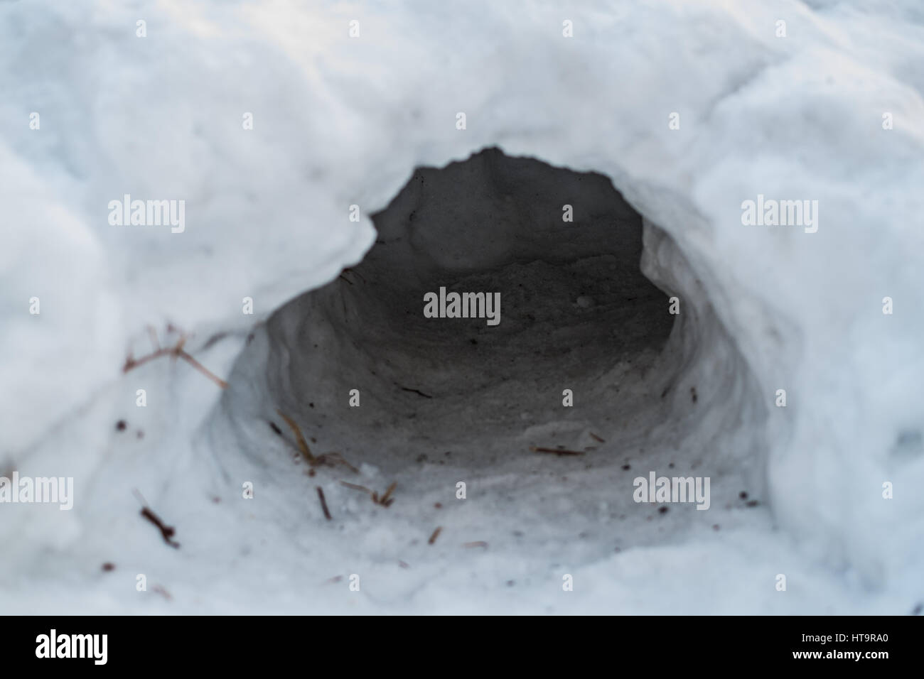 Hige Grube im Schnee im Wald Stockfoto