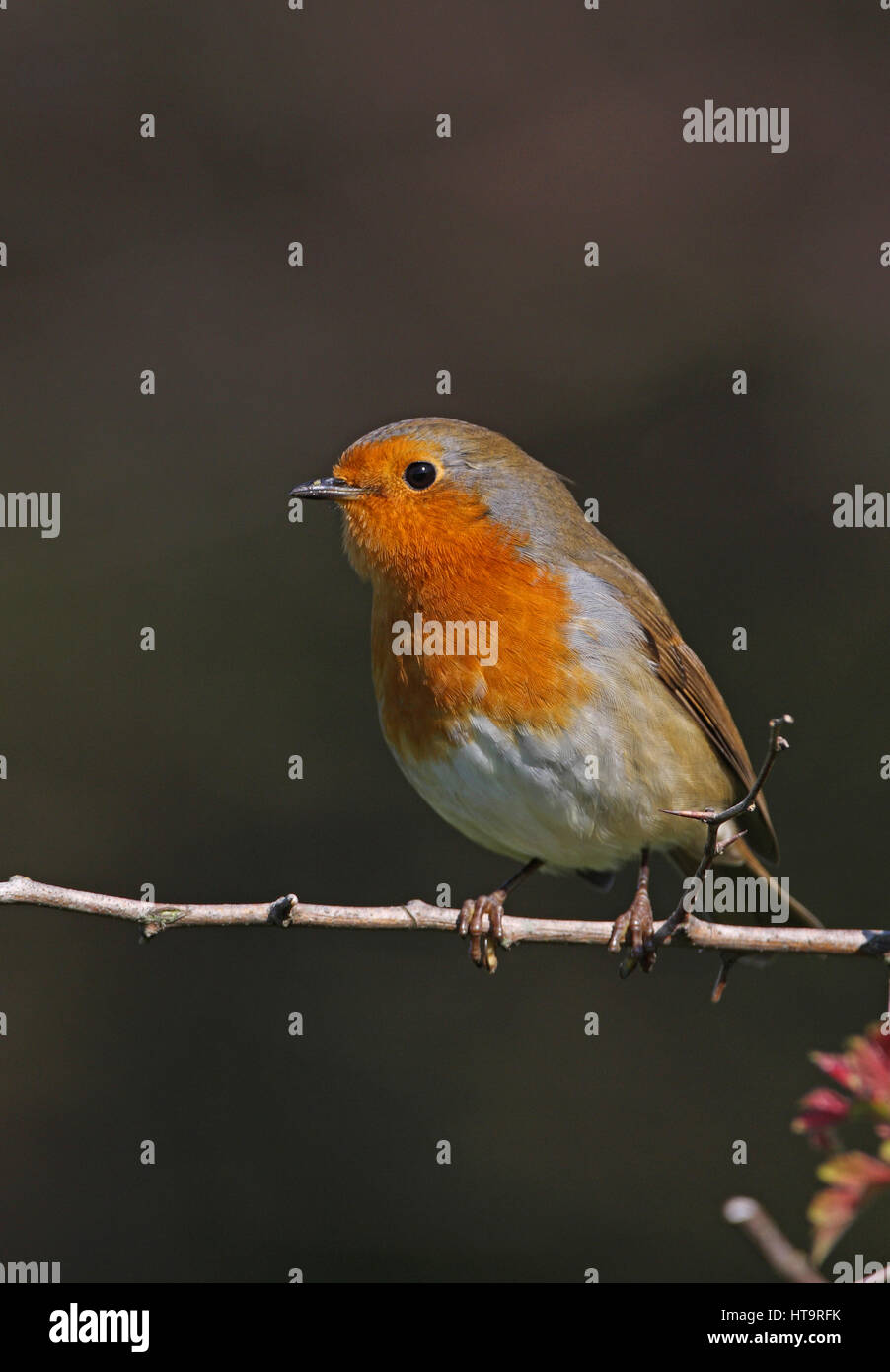 Rotkehlchen (Erithacus Rubecula) Erwachsenen gehockt Weißdorn Zweig Eccles-on-Sea, Norfolk-September Stockfoto