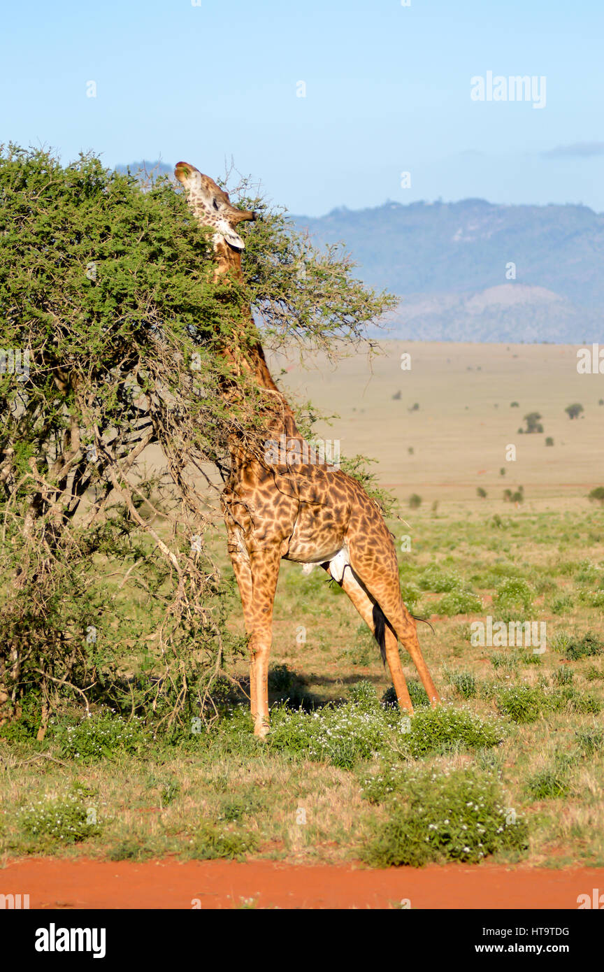 Giraffe stellt sich in den Zweigen einer Akazien im Park von Tsavo West in Kenia Stockfoto