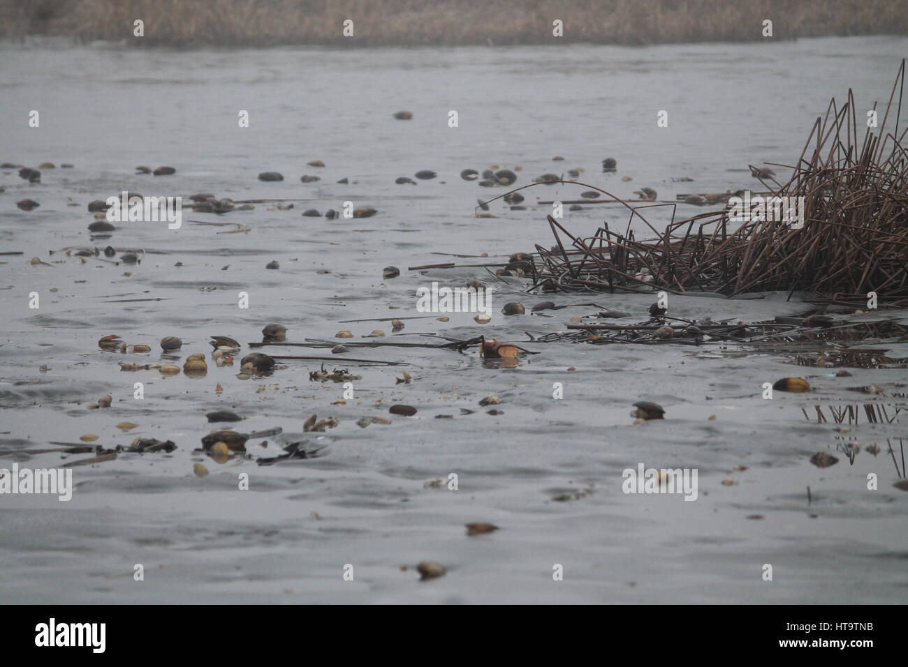 Schalen von den Fluss Mollusken lag unter dem Eis des Sees tot auf dem frost Stockfoto