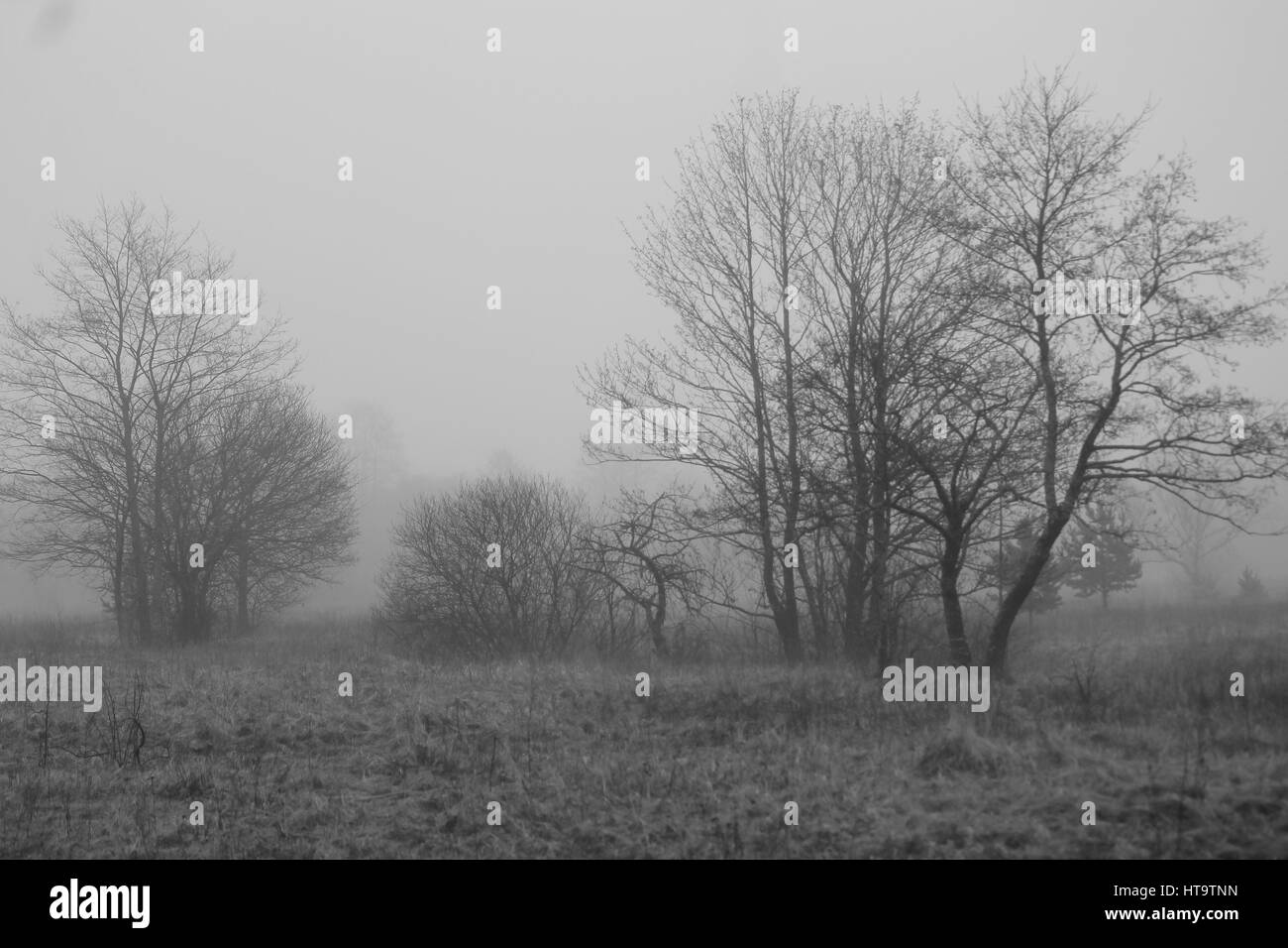 Bäume im Wald bedeckt im dichten Nebel milchig im frühen Frühlingsmorgen Stockfoto