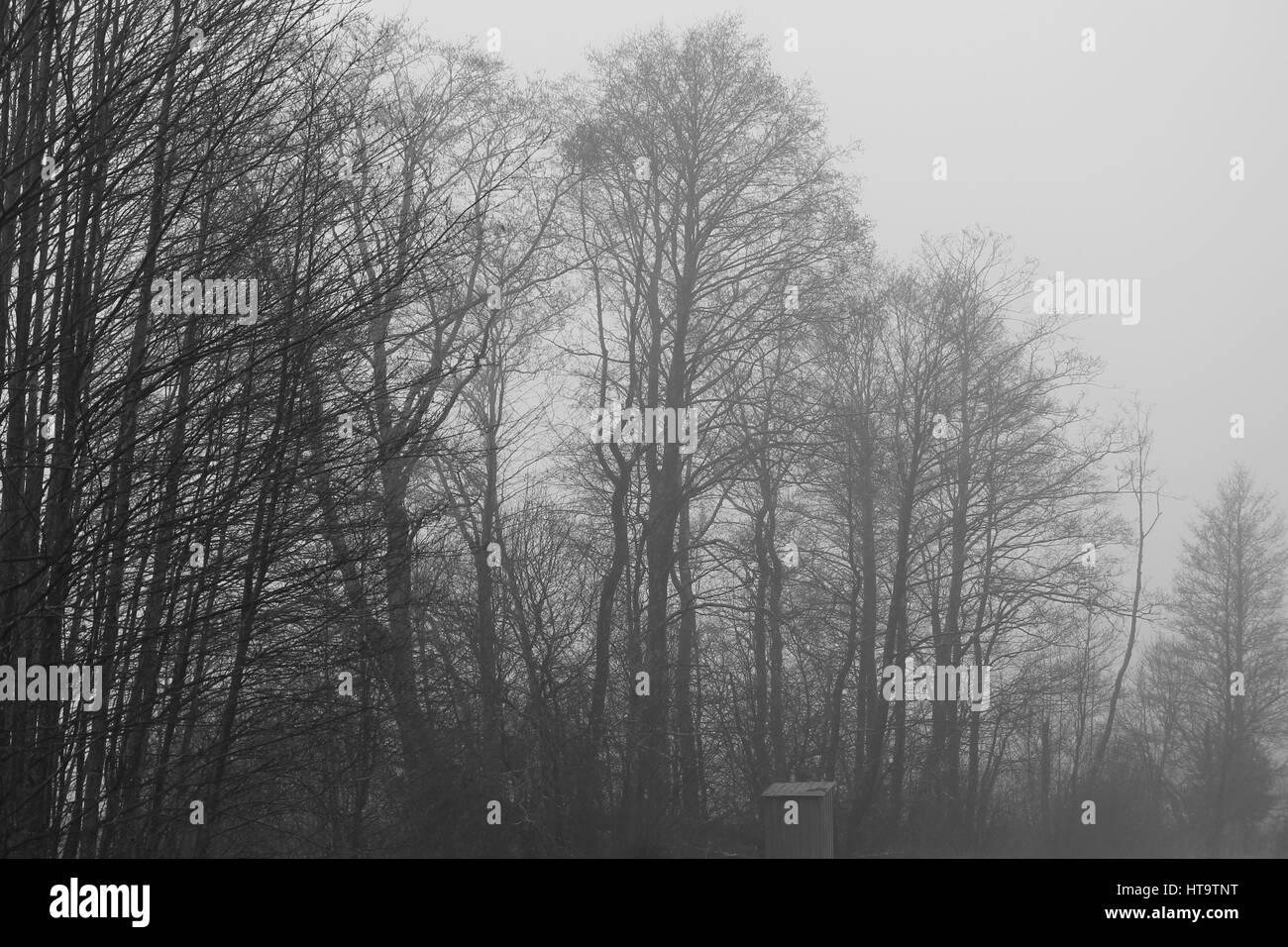 Bäume im Wald bedeckt im dichten Nebel milchig im frühen Frühlingsmorgen Stockfoto