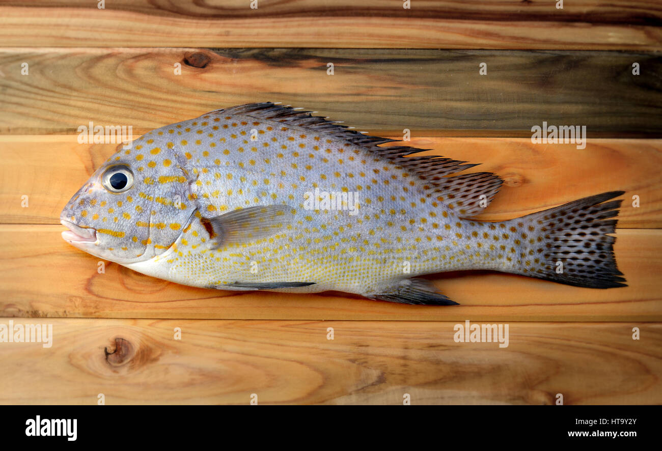 frisch lackierte Süsslippen Fisch vom Markt auf Holz im Sonnenlicht Stockfoto