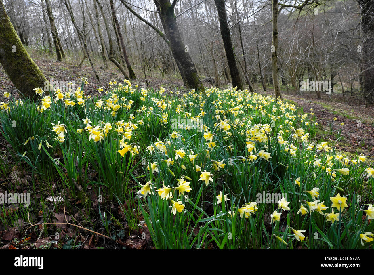 Narzissen wachsen wild blühend auf einem abfallenden Ufer im März In einem Wald in Carmarthenshire Wales Großbritannien KATHY DEWITT Stockfoto