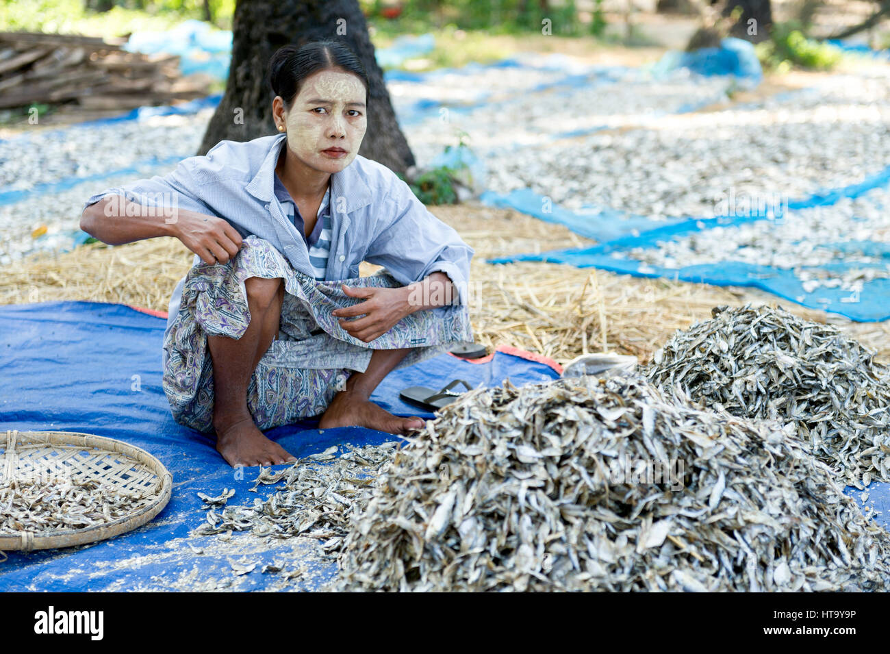 Myanmar (vormals Birmanie). Ngapali. Arakan Zustand. Bengal-Golfplatz. Fischerdorf. Frauen setzen getrocknet Stockfoto