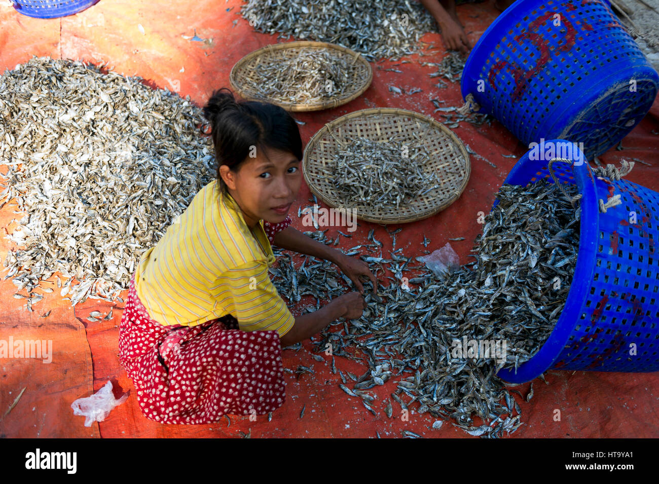 Myanmar (vormals Birmanie). Ngapali. Arakan Zustand. Bengal-Golfplatz. Fischerdorf. Frauen setzen getrocknet Stockfoto
