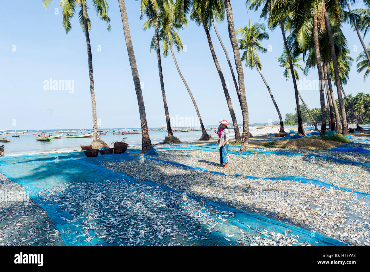 Myanmar (vormals Birmanie). Ngapali. Arakan Zustand. Bengal-Golfplatz. Fischerdorf. Frauen setzen getrocknet Stockfoto
