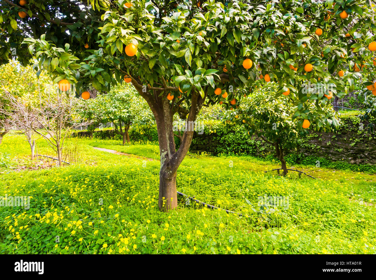 Orangenbaum mit vielen Früchten in der Region Alentejo, Portugal, im Anfang März. Stockfoto