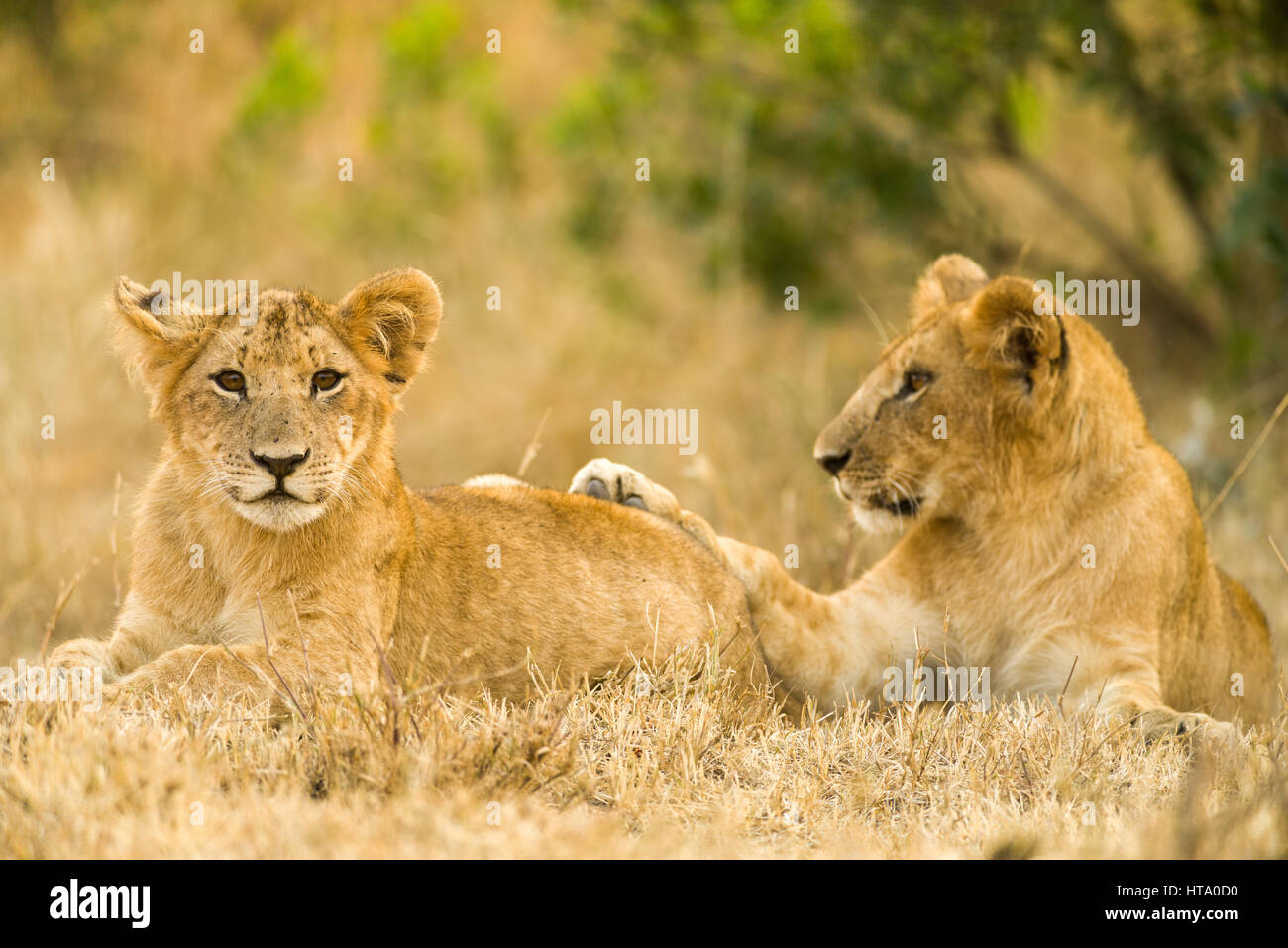 Löwe (Panthera leo) Cubs Warten auf Mutter, Masai Mara, Kenia Stockfoto