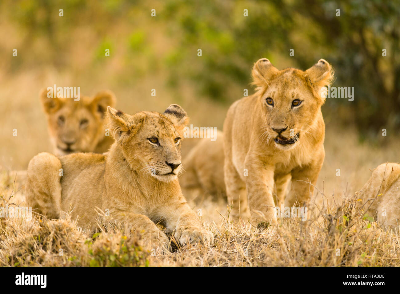 Lion Cubs Warten (Panthera leo) geduldig auf ihre Mutter, Masai Mara National Reserve, Kenia, Ostafrika Stockfoto