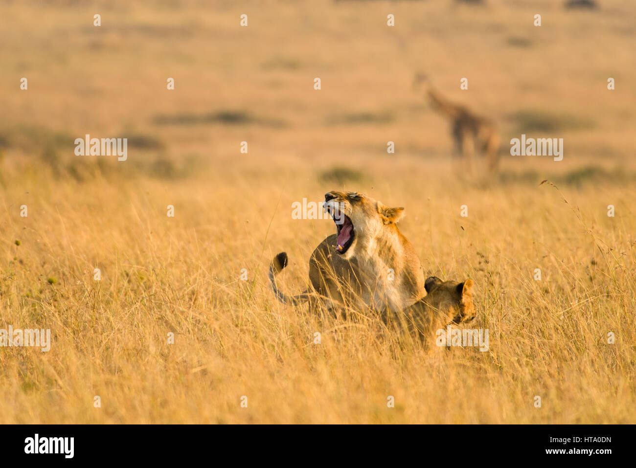 Mutter Löwe (Panthera leo) im trockenen Gras für ihre Jungen, Masai Mara, Kenia Stockfoto