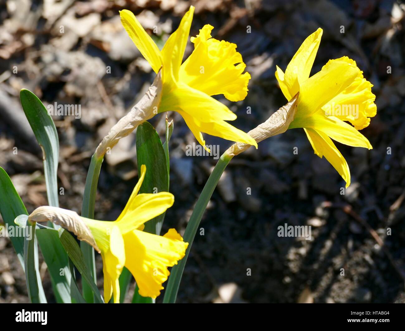 New York City, USA, 9. März 2017. Bewohner und Besucher genossen das mildere NYC Wetter heute im Central Park, während Narzissen begannen zu Bits der Farbe in den Gärten zeigen, aber Regen und Schnee Einzug in den Bereich wird voraussichtlich morgen eher unangenehmen am Tag machen. Bildnachweis: Cecile Marion/Alamy Live-Nachrichten Stockfoto