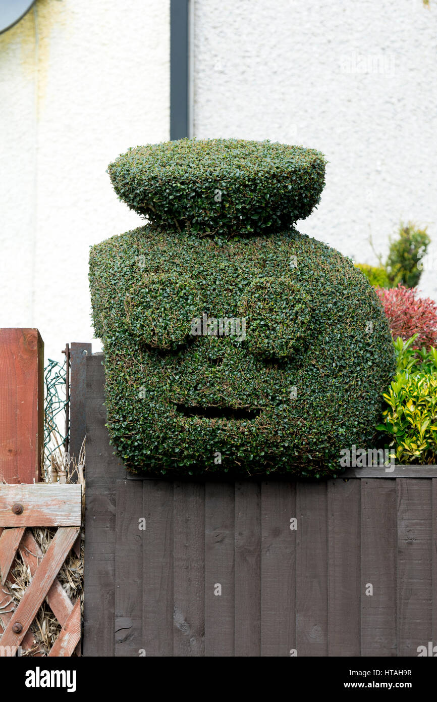 Zwergmispel Formschnitt eines Gesichts in einem städtischen Vorgarten, Oxford, UK Stockfoto
