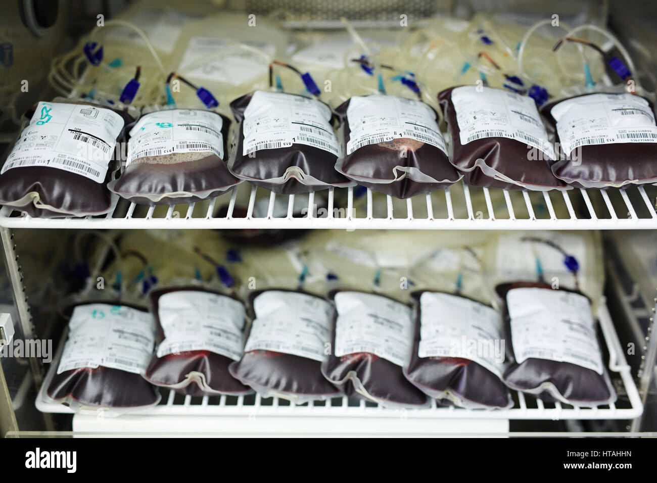 Zwei Reihen von Blutbeuteln in Kühlschrank Stockfoto