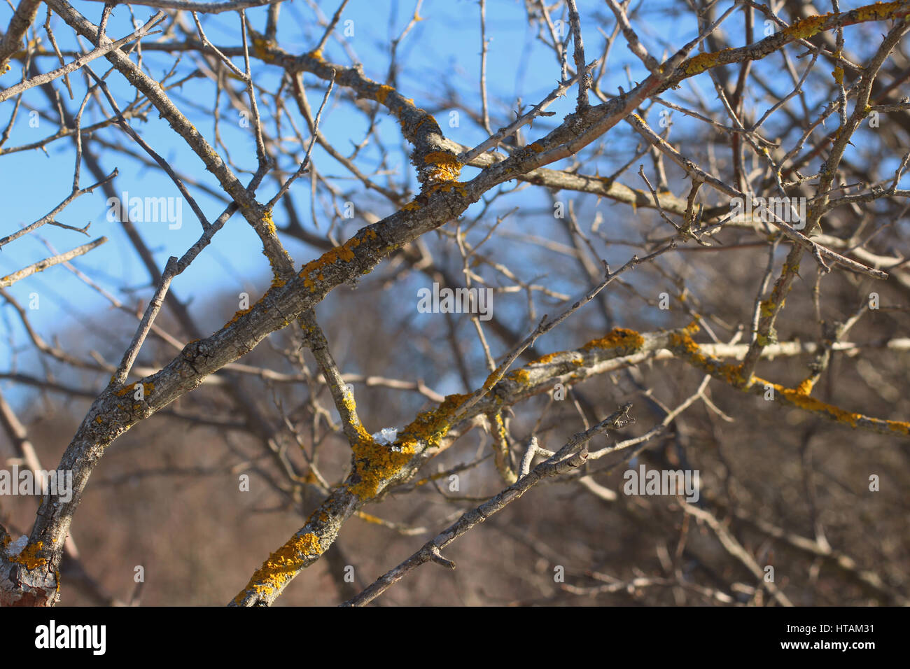 Alte graue Äste mit gelben und orangefarbenen Moos. mehrfarbige Moos auf der Rinde eines alten Baumes. für Hintergrund oder Banner. Flechten Stockfoto