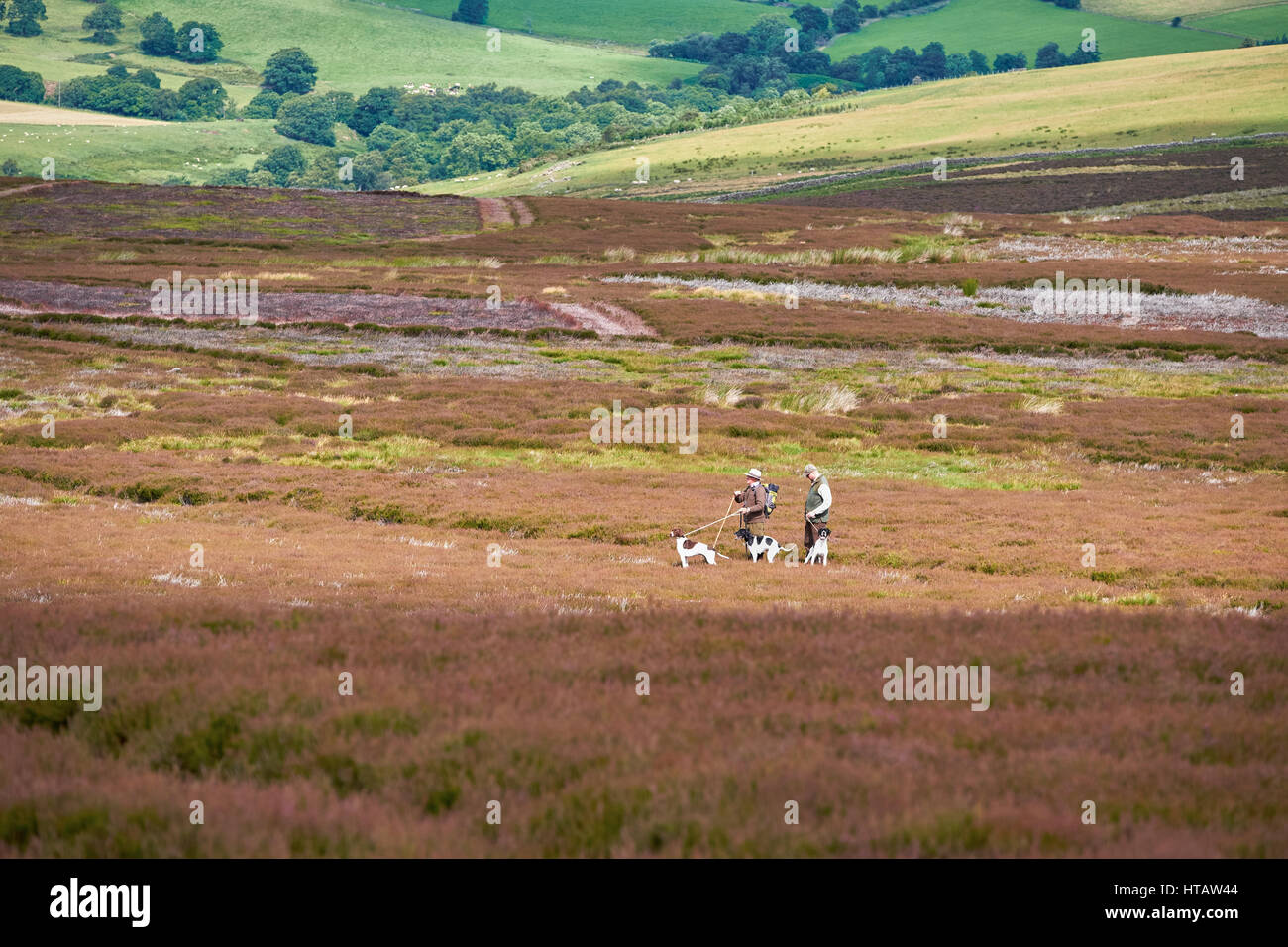 Jagdhunde auf die Mauren in der englischen Landschaft. Stockfoto