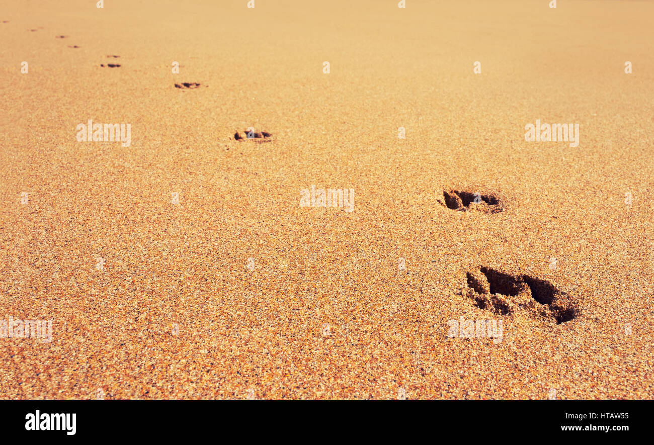 Hund Pfotenabdrücke im Sand am Strand. Stockfoto