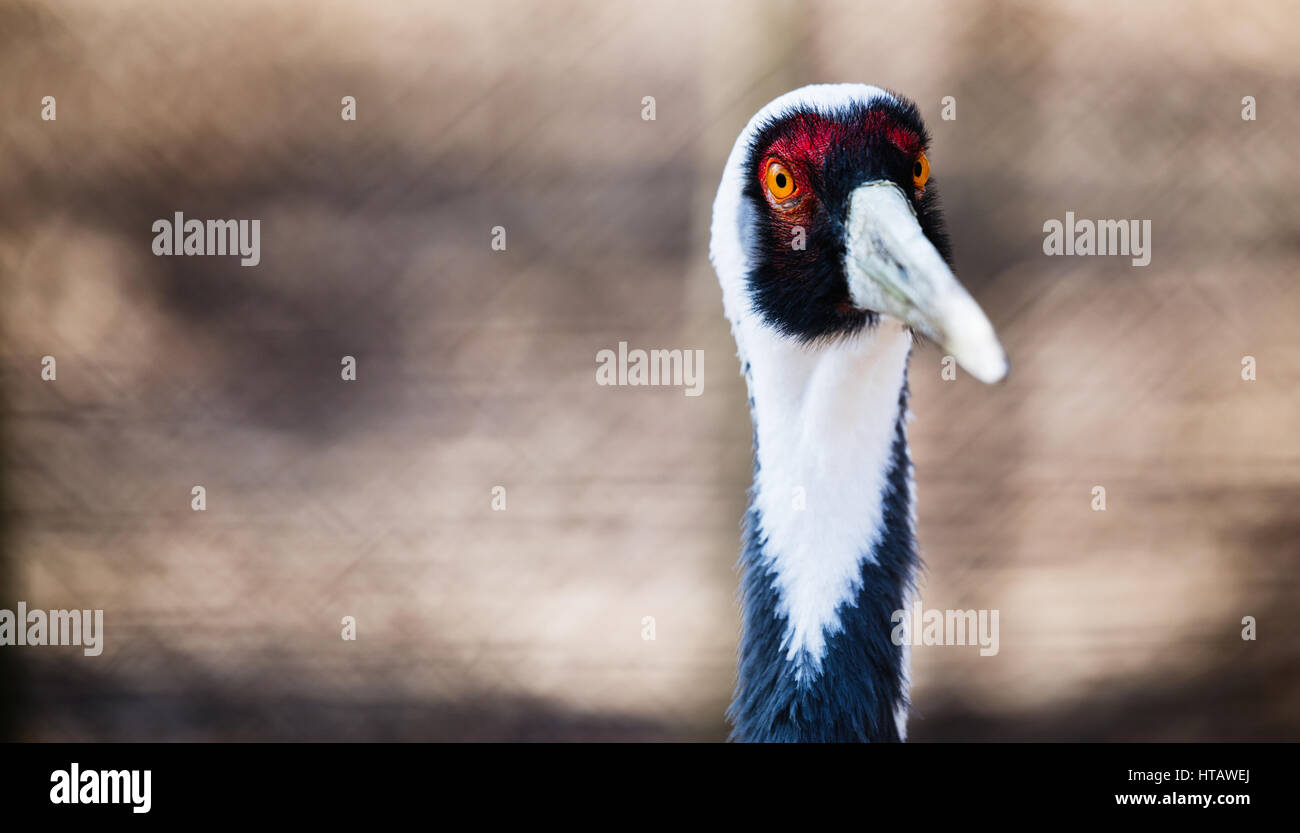 Porträt von einem schönen weißen Hals Kran in der Natur Stockfoto