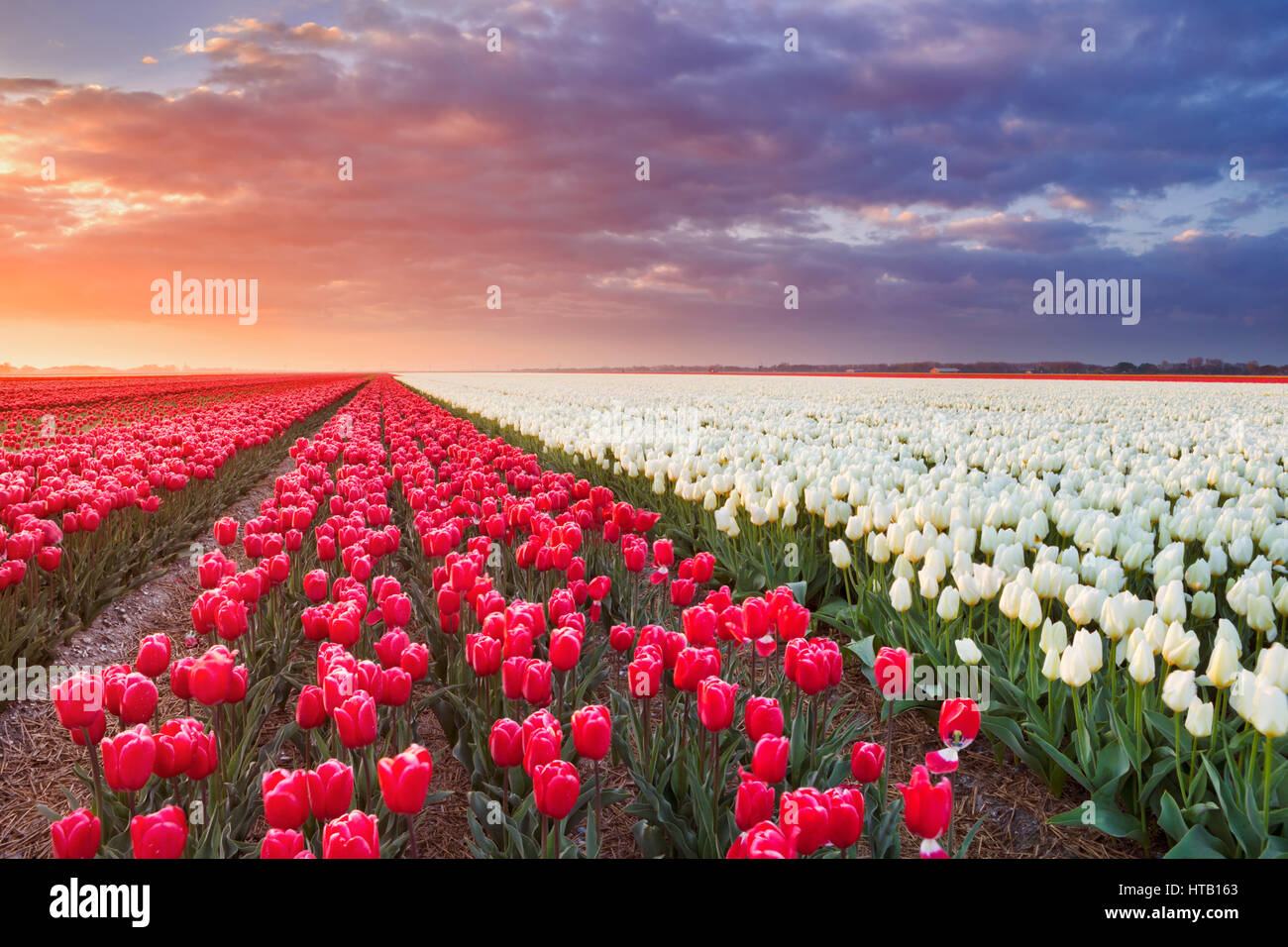 Reihen von bunten Tulpen bei Sonnenaufgang in der Nähe von Alkmaar in den Niederlanden. Stockfoto