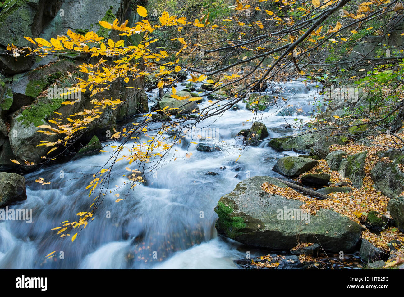 Fluss Bode, Herbstlaub, herbstlich Bode im Harz, Fluss Bode, Herbstlaub, Herbstliche Bode Im Harz Stockfoto